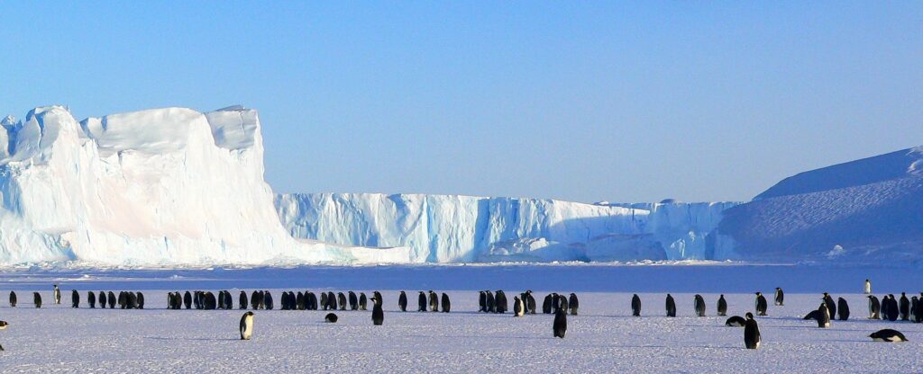 Penguins on landscape photo for web banner